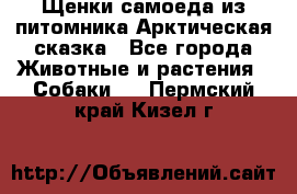 Щенки самоеда из питомника Арктическая сказка - Все города Животные и растения » Собаки   . Пермский край,Кизел г.